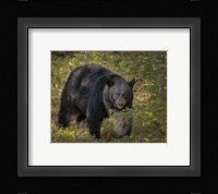 Black Bear Sow Fine Art Print