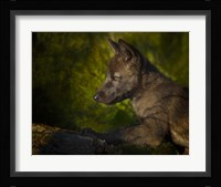 Black Wolf Pup Fine Art Print