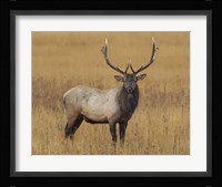 Bull Elk Framed Print