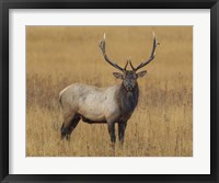 Bull Elk Framed Print