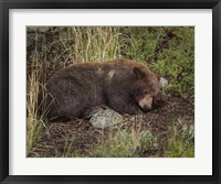 Cinnamon Bear Sleeps Framed Print