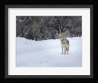 Coyote in Snow Fine Art Print