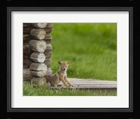 Coyote Pup on Log Cabin Porch Fine Art Print