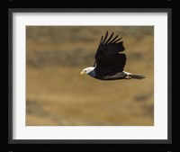 Eagle Flying Fine Art Print