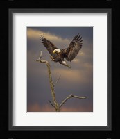 Eagle Landing on Branch Fine Art Print
