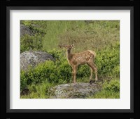 Elk Calf Fine Art Print