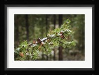 First Snowfall Framed Print