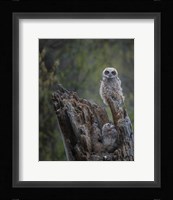 Great Horned Owlets Fine Art Print