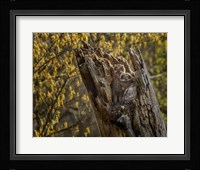 Great Horned Owlets 2 Fine Art Print