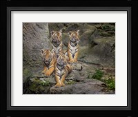 Malayan Tiger Cubs Oil Paint Fine Art Print