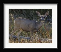Mule Deer YNP Fine Art Print