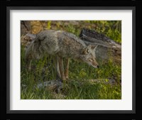 Stalking Coyote Fine Art Print