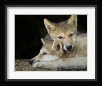 Wolf Pup Brothers Framed Print