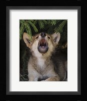 Wolf Pup Howls Fine Art Print