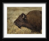 Yellowstone Bison Tongue Out Fine Art Print