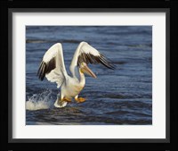Pelican GIO Fine Art Print