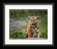 Acting Tough Fine Art Print