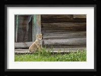 Coyote By Log Cabin Door Fine Art Print