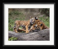 Malayan Tiger Cub: Priceless Framed Print