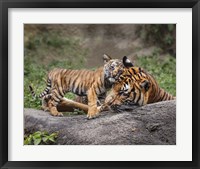 Malayan Tiger Cub: Priceless Framed Print