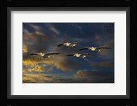 Pelican Foursome Fine Art Print