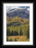 Bison Grazing In The Yellowstone Grand Landscape Fine Art Print