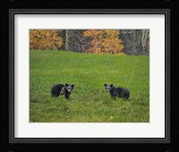 Black Bear Cubs Framed Print