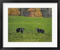 Black Bear Cubs Framed Print