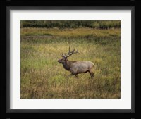 Bull Elk Yellowstone Fine Art Print