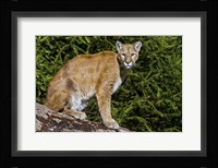 Cougar Framed Print