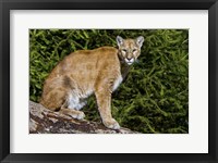 Cougar Framed Print