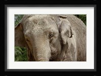 Elephant Fine Art Print