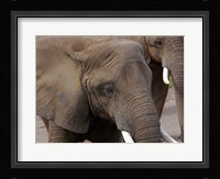Elephants 2 Fine Art Print