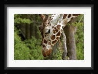 Giraffe 2 Fine Art Print