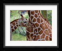 Giraffe And Calf Fine Art Print