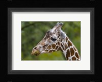 Giraffe Portrait Fine Art Print