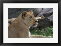 Lioness Fine Art Print