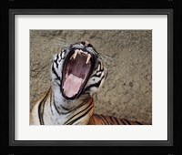 Malayan Tigress Yawn Framed Print