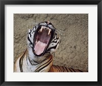 Malayan Tigress Yawn Framed Print