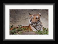 Malayan Tigress Fine Art Print