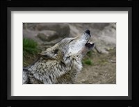 Mexican Wolf Fine Art Print