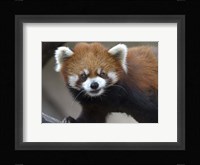 Red Panda Fine Art Print