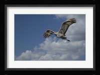 Sandhill Crane In Flight Fine Art Print