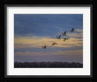 Sandhill Cranes At Sunrise Fine Art Print