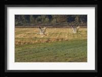 Sandhills Take Flight Fine Art Print