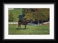 The Mane Event Fine Art Print