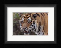 Tiger Fine Art Print