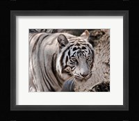 White Tiger 2 Framed Print