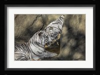 White Tiger Headbutt Framed Print