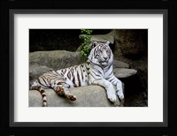 White Tiger Framed Print